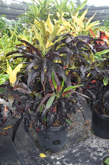codiaeum-variegatum-stoplight-croton