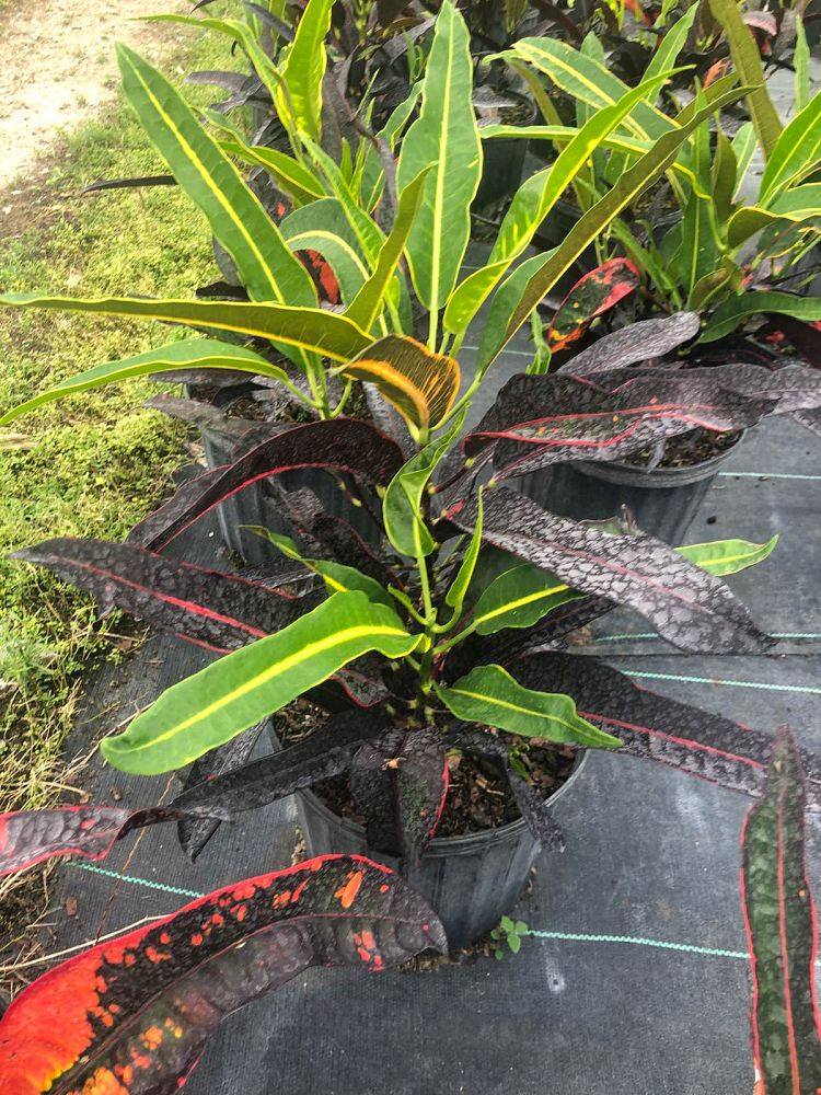 codiaeum-variegatum-stoplight-croton