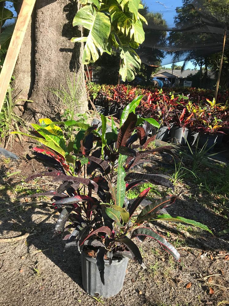 codiaeum-variegatum-stoplight-croton