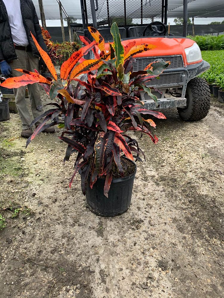 codiaeum-variegatum-stoplight-croton