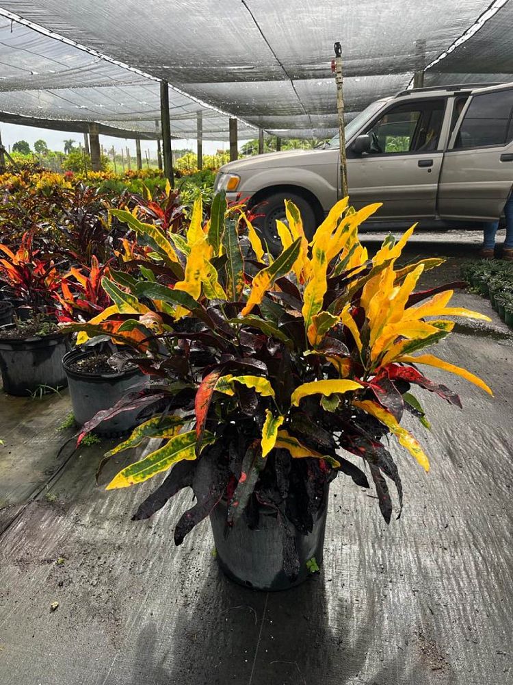 codiaeum-variegatum-stoplight-croton