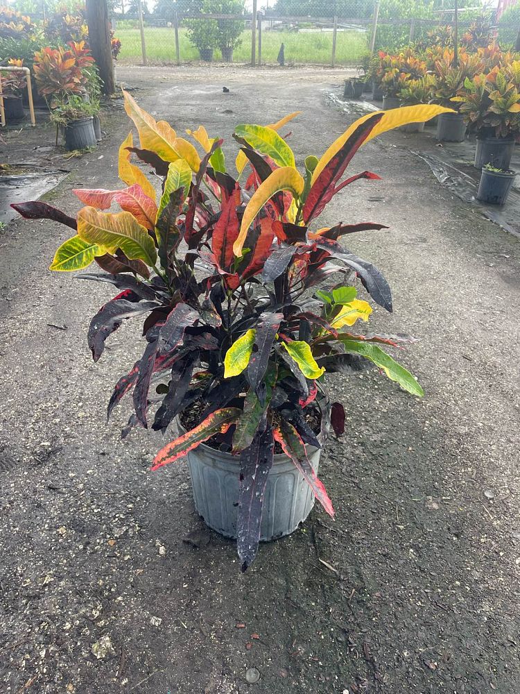 codiaeum-variegatum-stoplight-croton