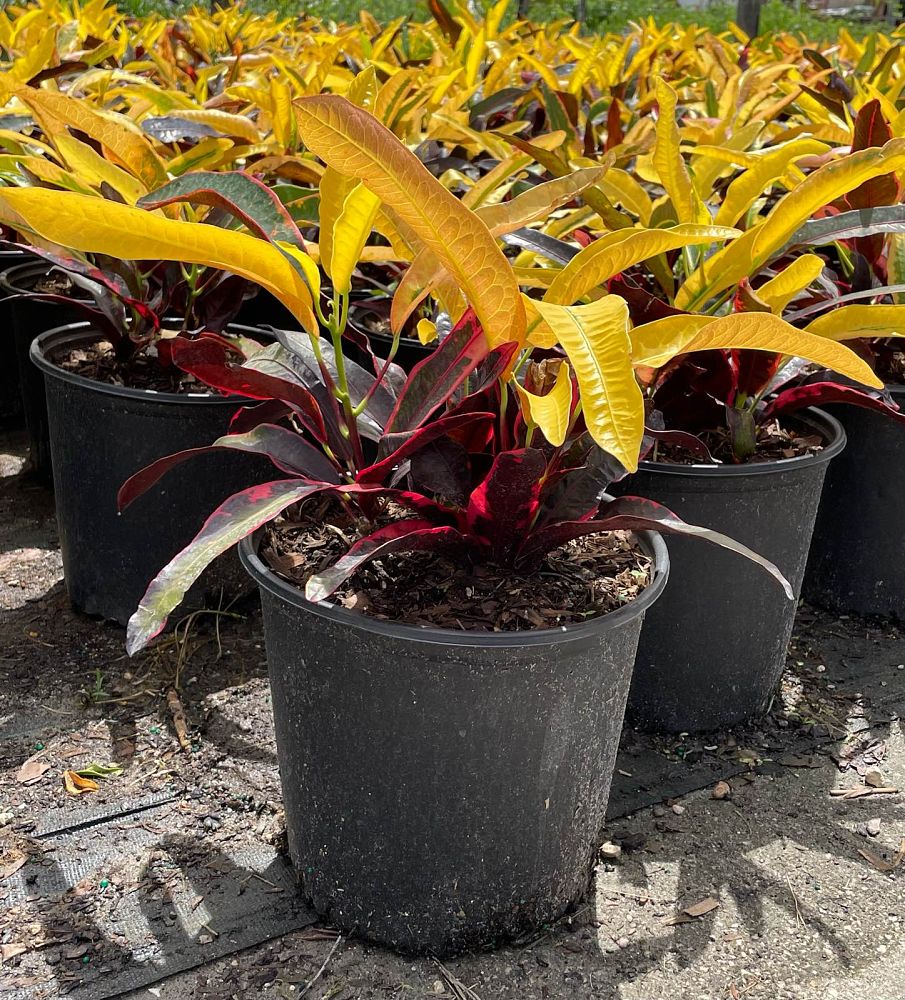 codiaeum-variegatum-stoplight-croton