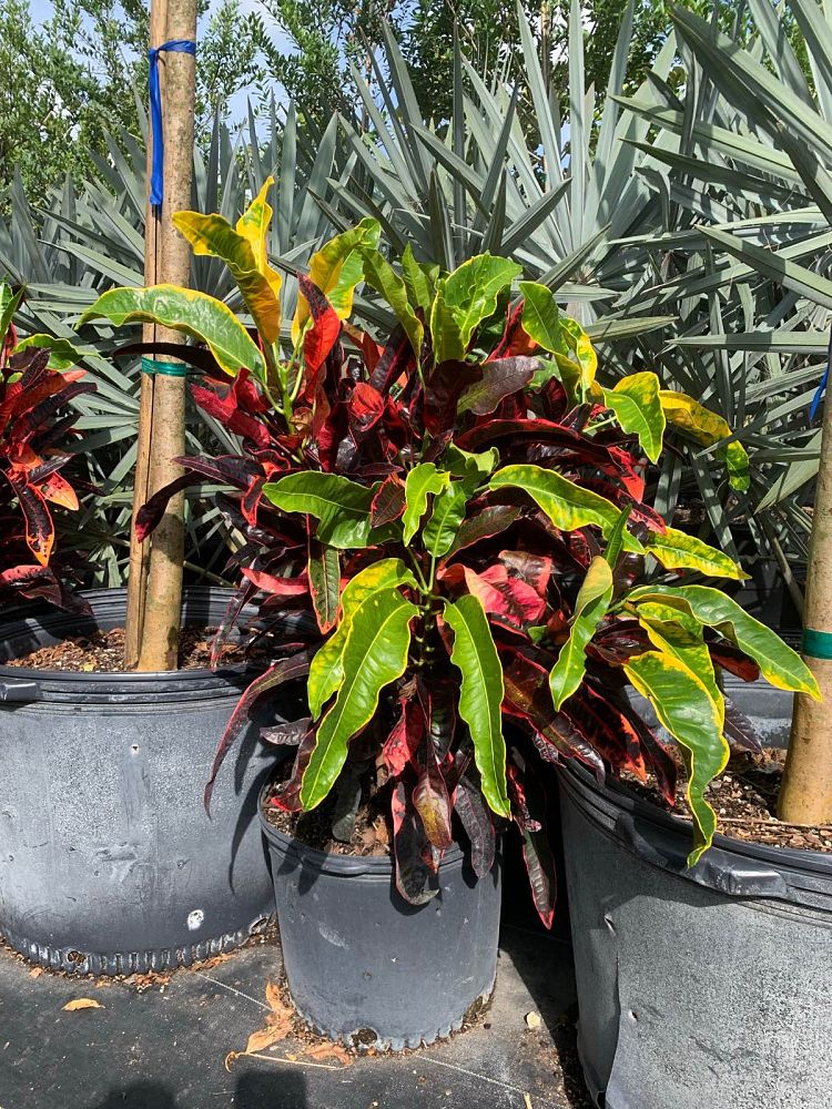 codiaeum-variegatum-stoplight-croton