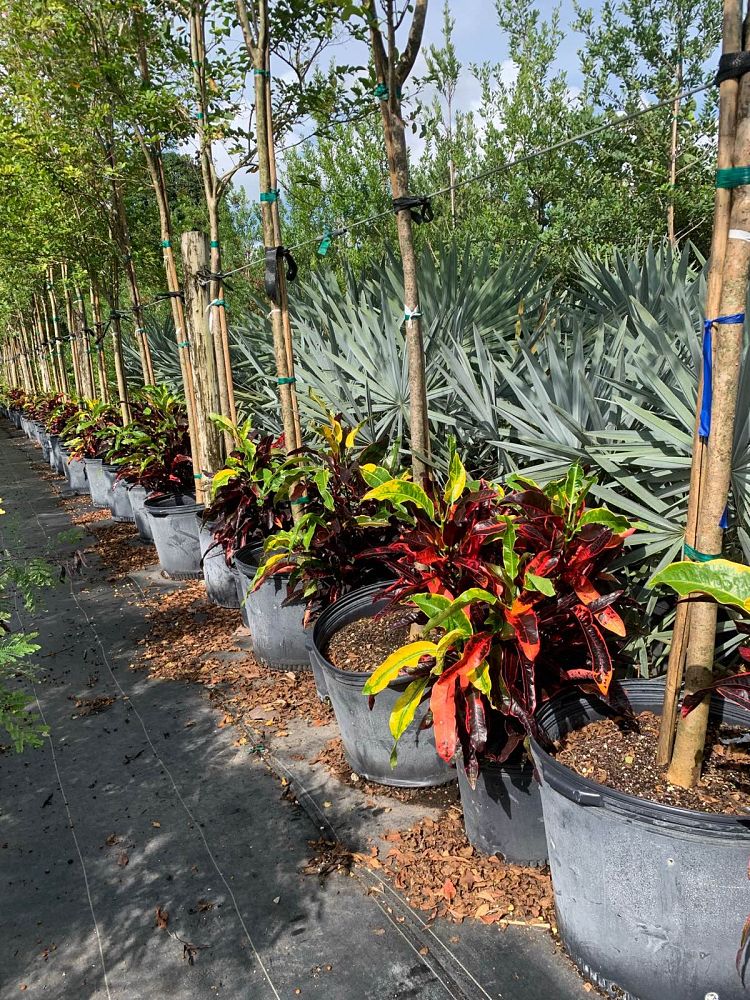 codiaeum-variegatum-stoplight-croton