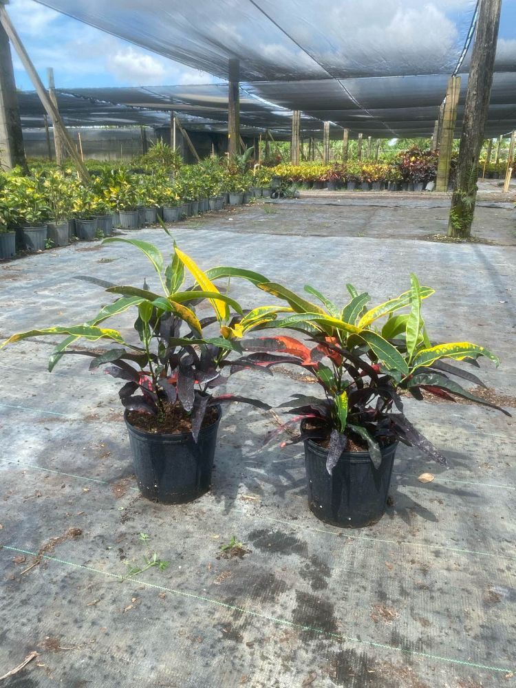 codiaeum-variegatum-stoplight-croton