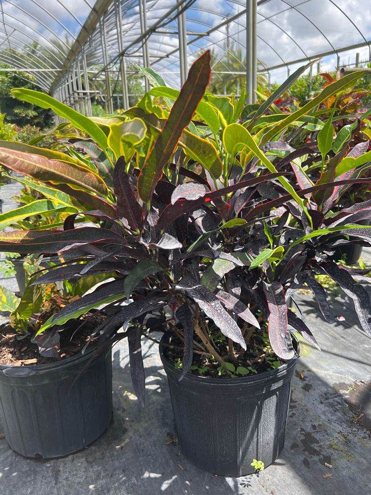 codiaeum-variegatum-stoplight-croton