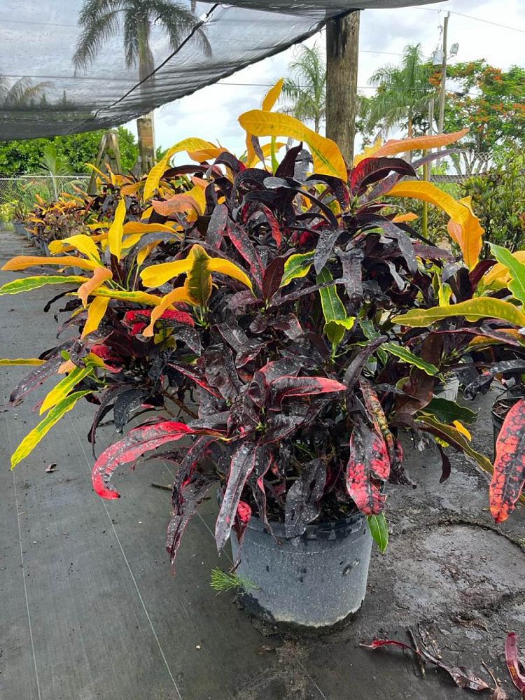 codiaeum-variegatum-stoplight-croton