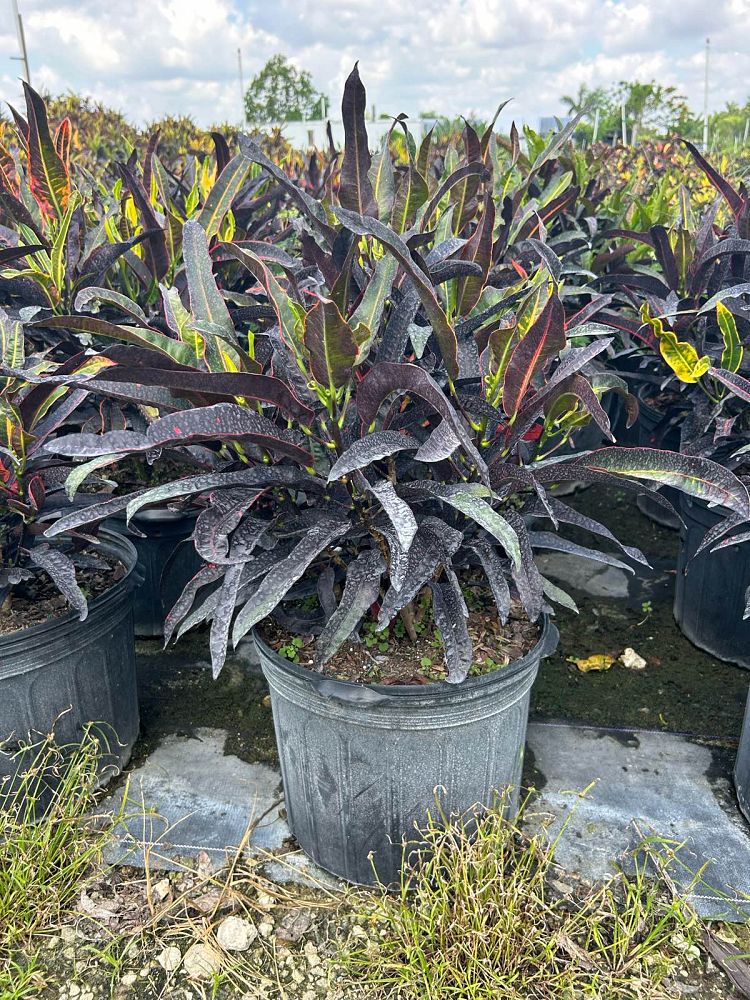 codiaeum-variegatum-stoplight-croton