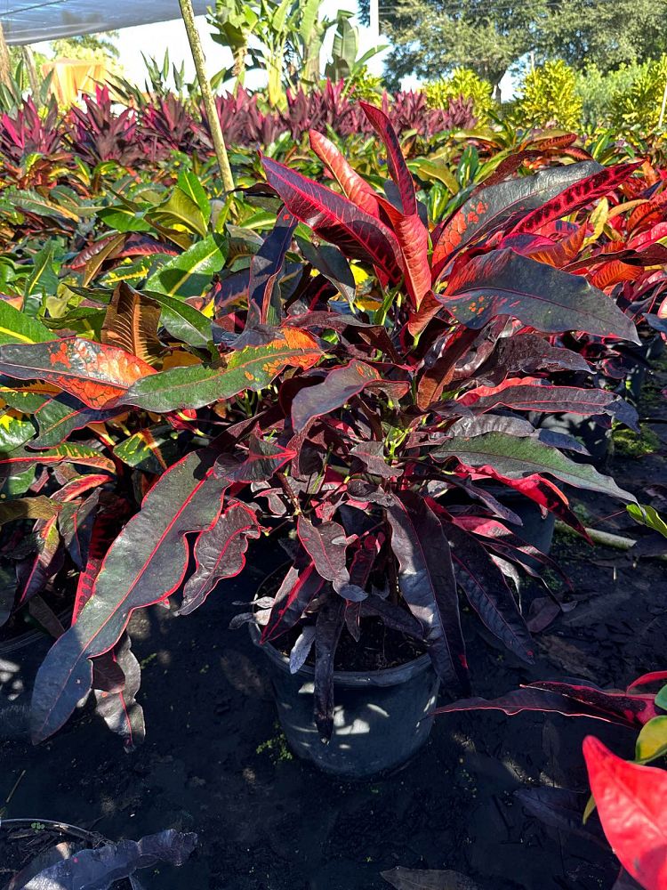 codiaeum-variegatum-stoplight-croton