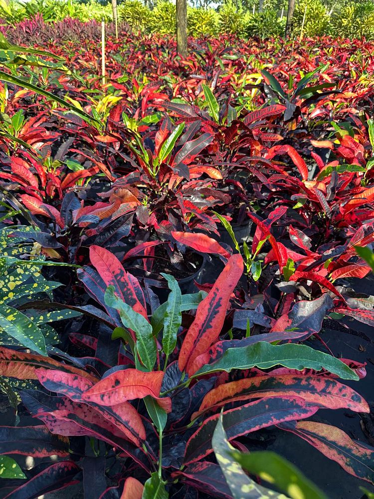 codiaeum-variegatum-stoplight-croton