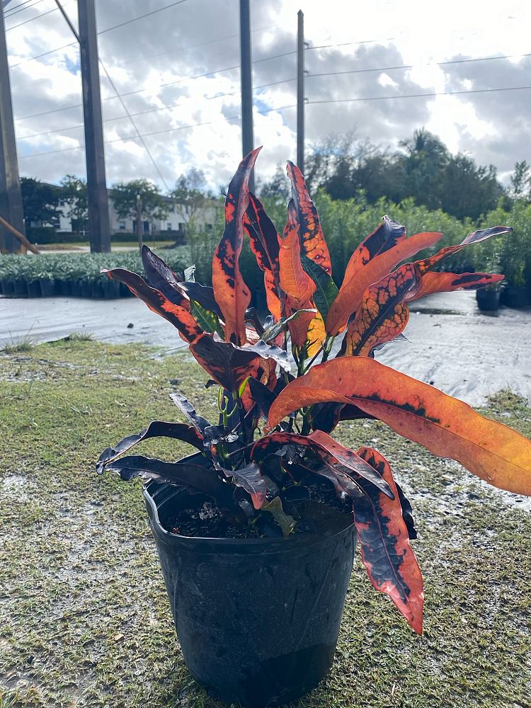 codiaeum-variegatum-stoplight-croton
