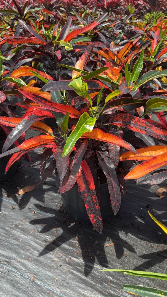 codiaeum-variegatum-stoplight-croton