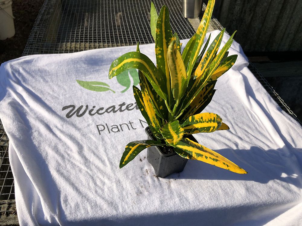 codiaeum-variegatum-sunny-star-croton