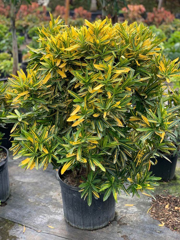 codiaeum-variegatum-sunny-star-croton