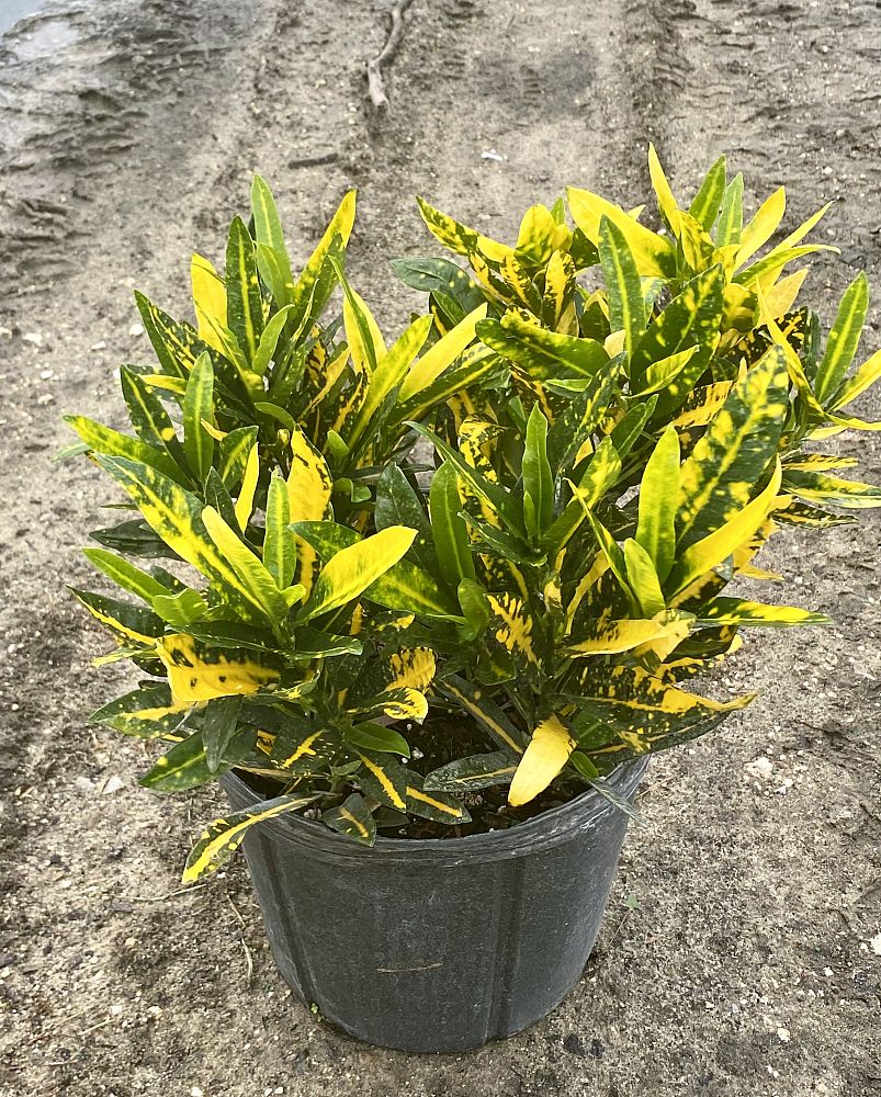 codiaeum-variegatum-sunny-star-croton