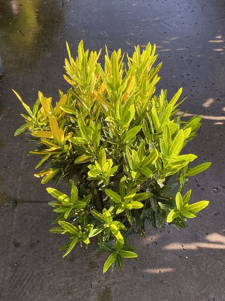 codiaeum-variegatum-sunny-star-croton
