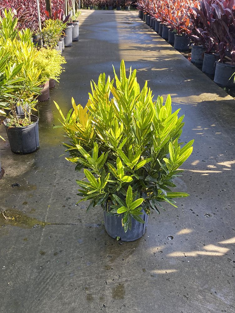 codiaeum-variegatum-sunny-star-croton