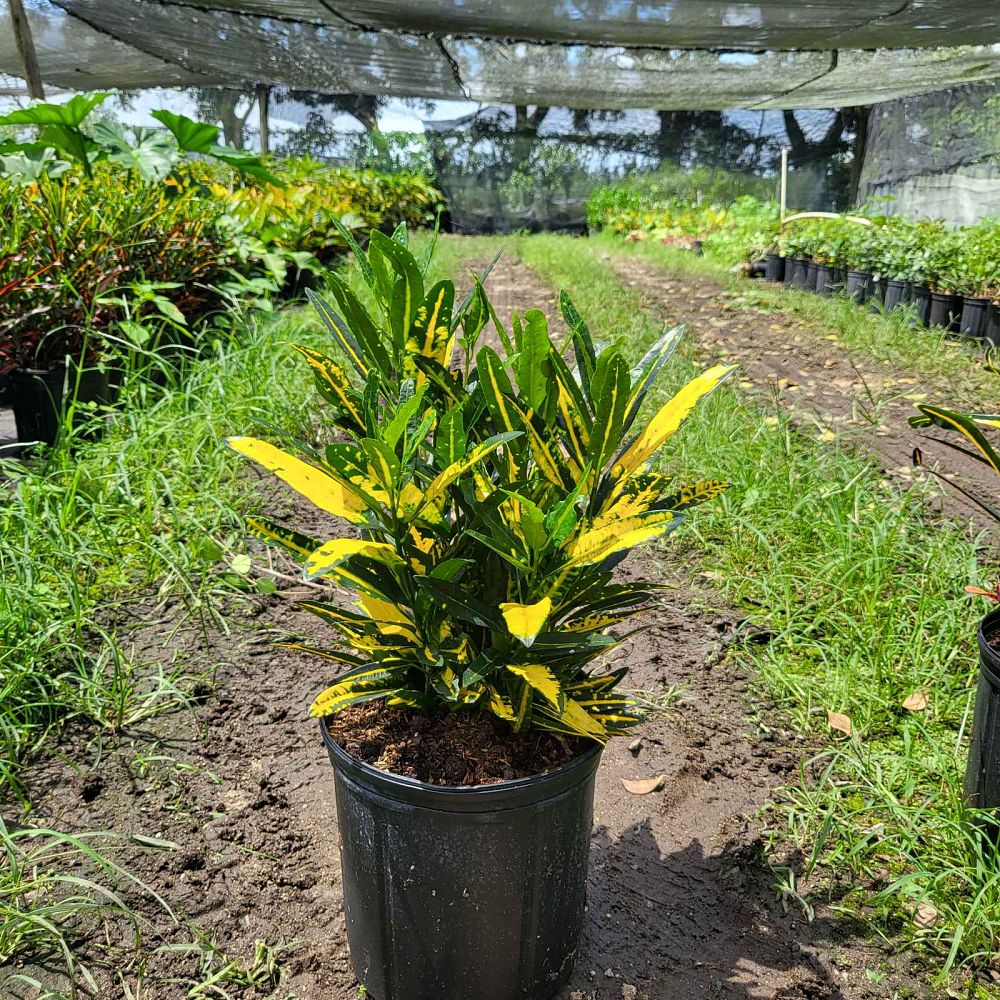 codiaeum-variegatum-sunny-star-croton
