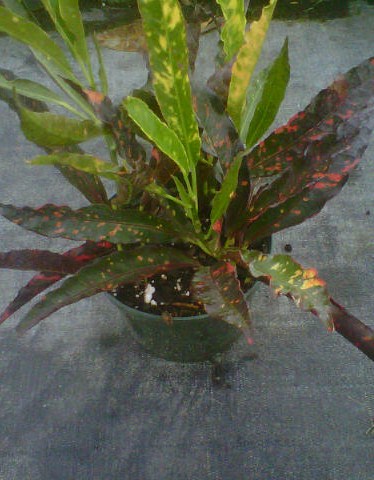 codiaeum-variegatum-sunrise-croton