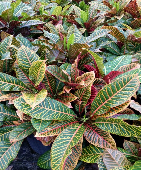 codiaeum-variegatum-super-california-croton