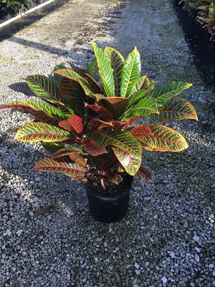 codiaeum-variegatum-super-california-croton