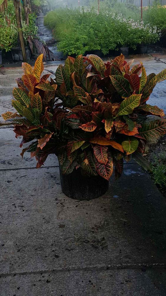 codiaeum-variegatum-super-california-croton