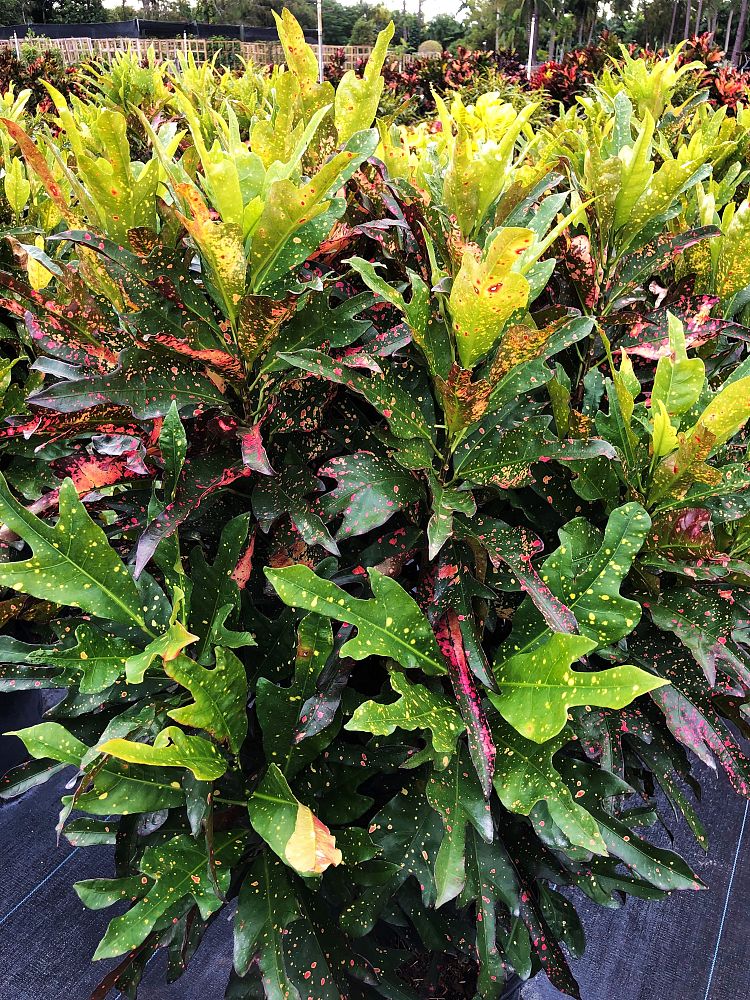 codiaeum-variegatum-thanksgiving-croton