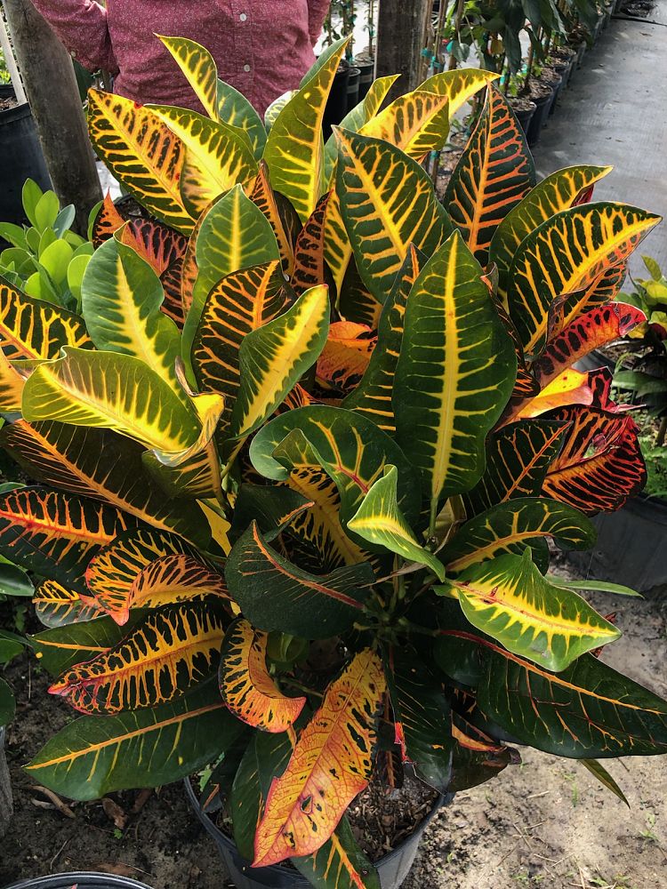 codiaeum-variegatum-thomas-edison-croton