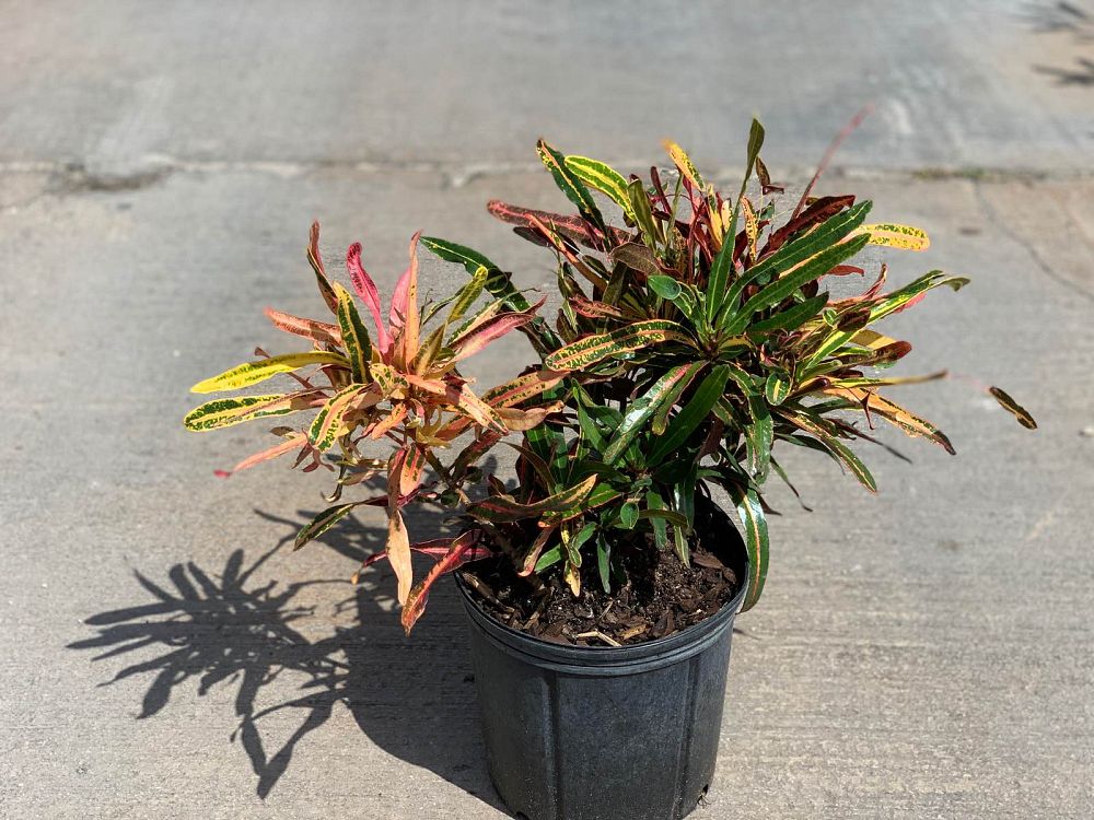 codiaeum-variegatum-victoria-gold-bell-croton