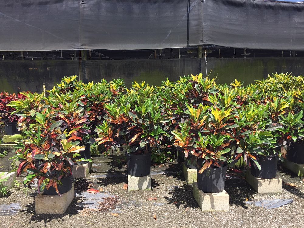 codiaeum-variegatum-wilma-croton