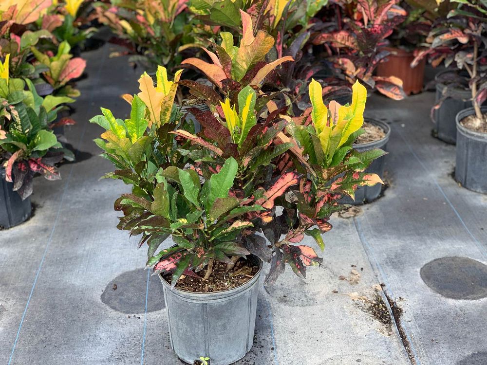 codiaeum-variegatum-wilma-croton