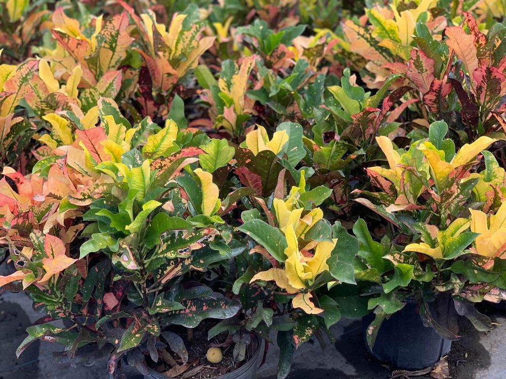 codiaeum-variegatum-wilma-croton