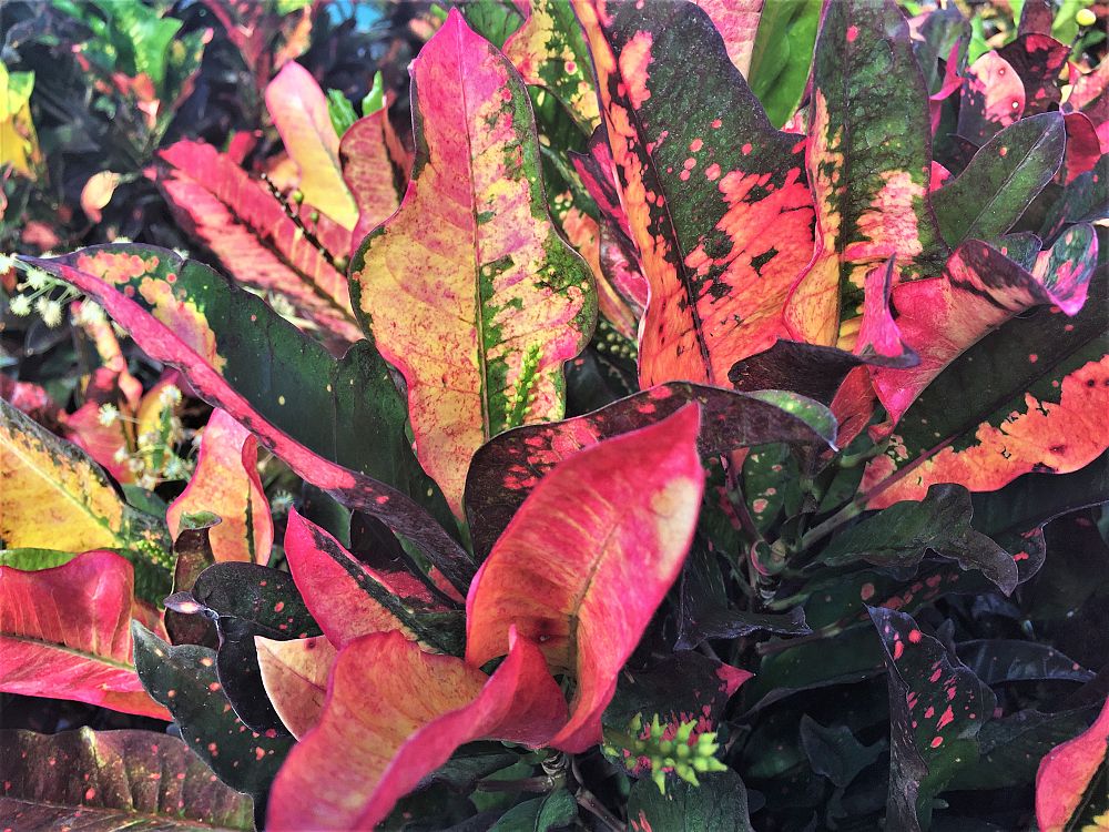 codiaeum-variegatum-wilma-croton