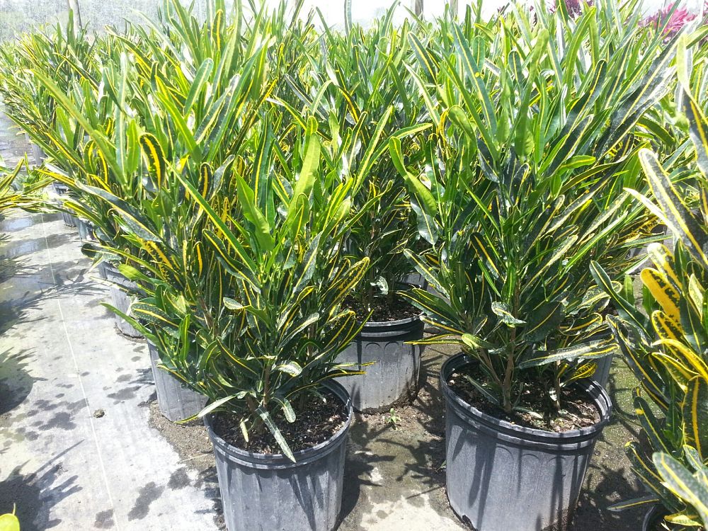 codiaeum-variegatum-yellow-banana-croton