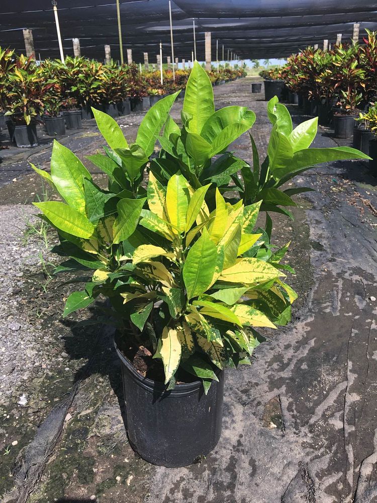 codiaeum-variegatum-yellow-iceton-croton