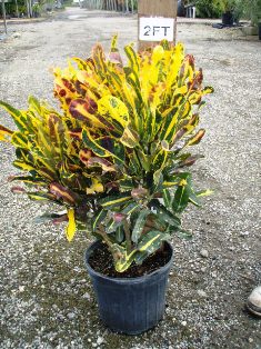 codiaeum-variegatum-yellow-mammey-croton