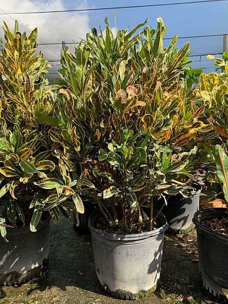 codiaeum-variegatum-yellow-mammey-croton
