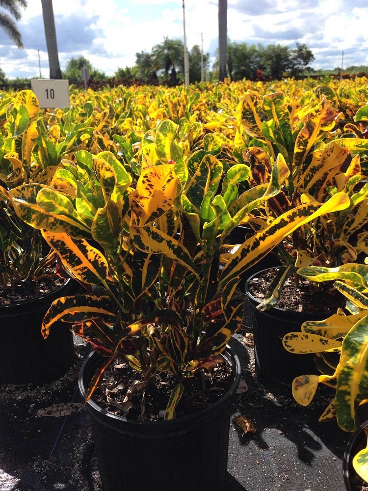 codiaeum-variegatum-yellow-mammey-croton