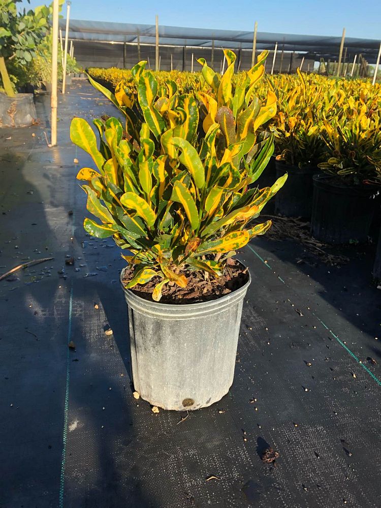 codiaeum-variegatum-yellow-mammey-croton