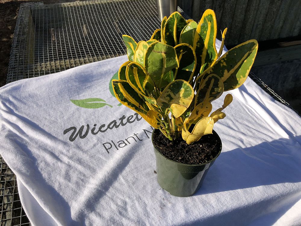 codiaeum-variegatum-yellow-mammey-croton