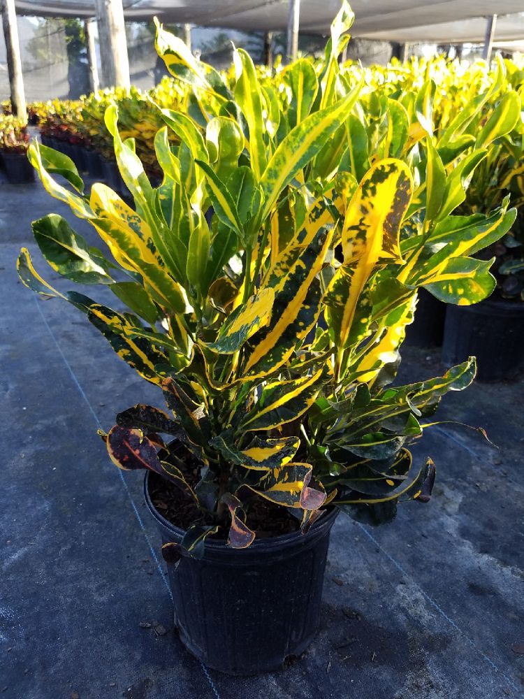 codiaeum-variegatum-yellow-mammey-croton