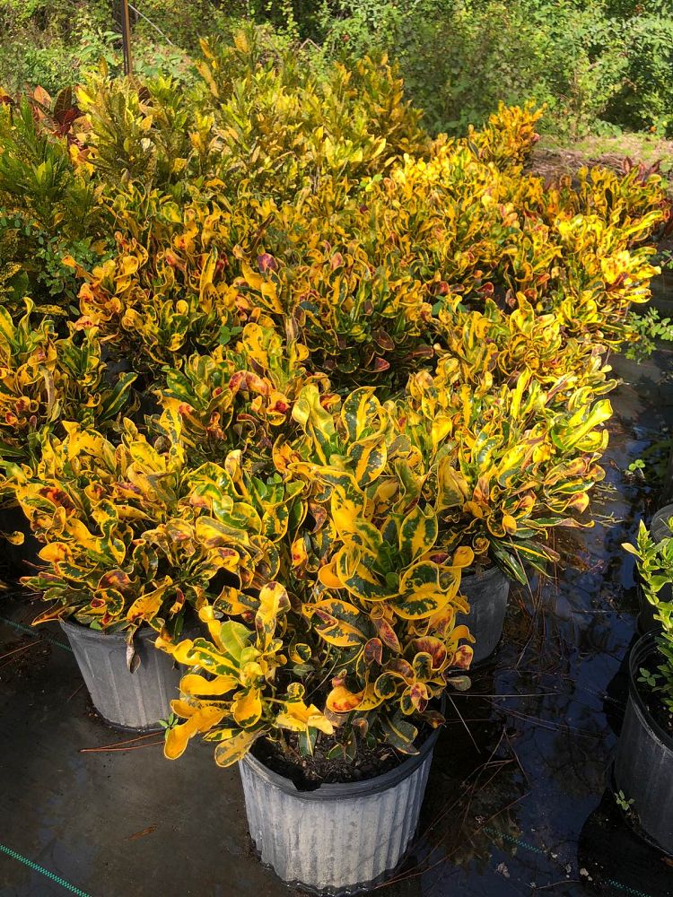 codiaeum-variegatum-yellow-mammey-croton