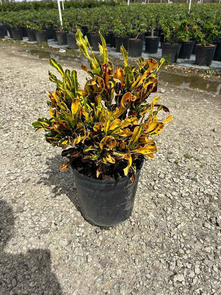 codiaeum-variegatum-yellow-mammey-croton