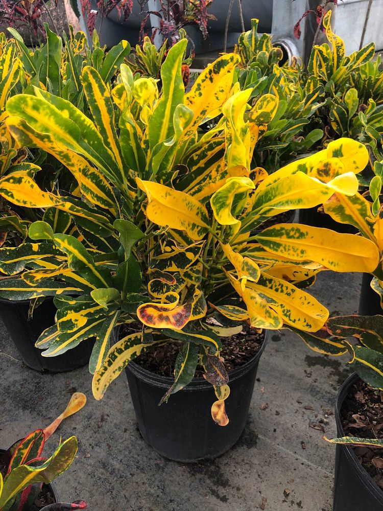 codiaeum-variegatum-yellow-mammey-croton