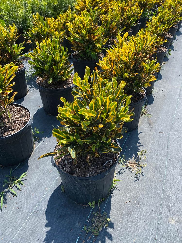 codiaeum-variegatum-yellow-mammey-croton