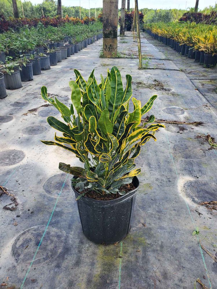 codiaeum-variegatum-yellow-mammey-croton