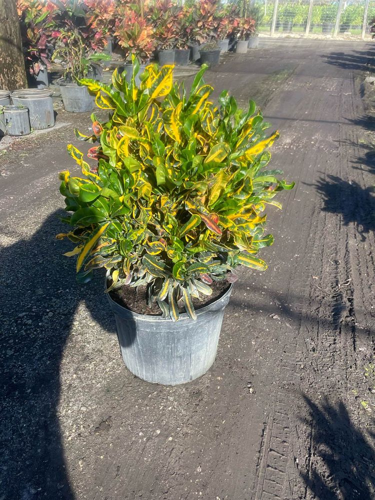 codiaeum-variegatum-yellow-mammey-croton