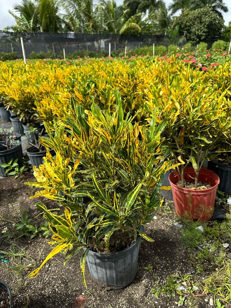 codiaeum-variegatum-yellow-mammey-croton