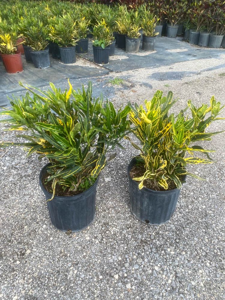 codiaeum-variegatum-yellow-mammey-croton